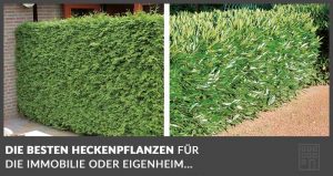 heckenpflanzen-eigenheim