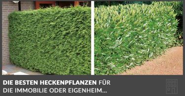 heckenpflanzen-eigenheim